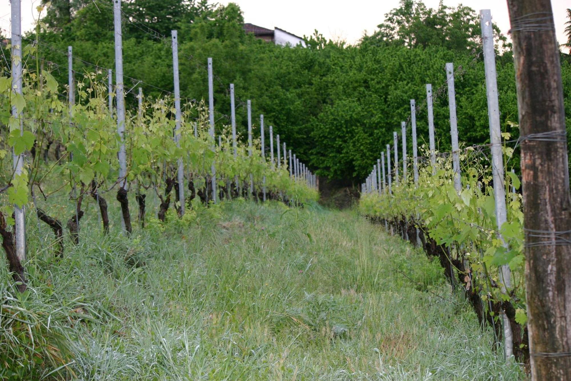 Cascina La Corte Bed & Breakfast Neive Exterior photo